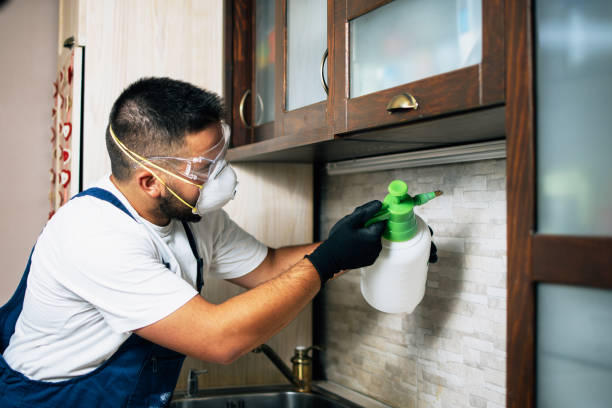Best Wasp Removal Services  in Dumont, NJ