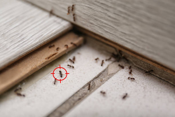 Best Termite Control Services  in Dumont, NJ