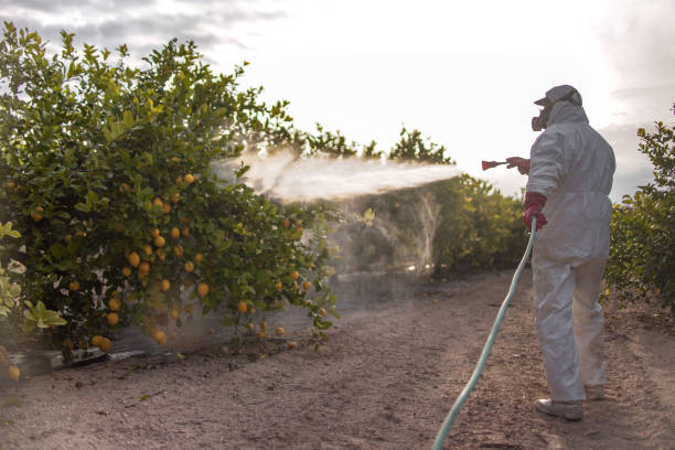 Best Termite Control Services  in Dumont, NJ