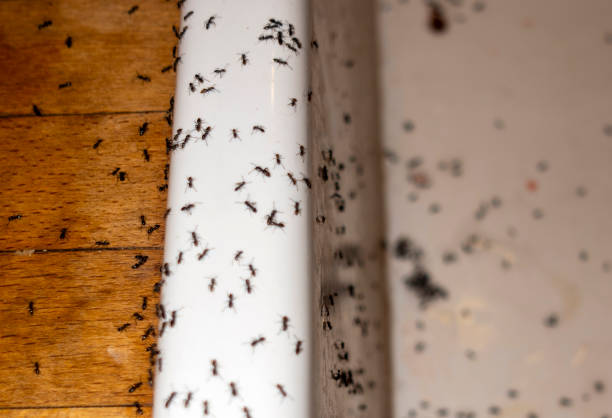 Best Pest Prevention Services  in Dumont, NJ